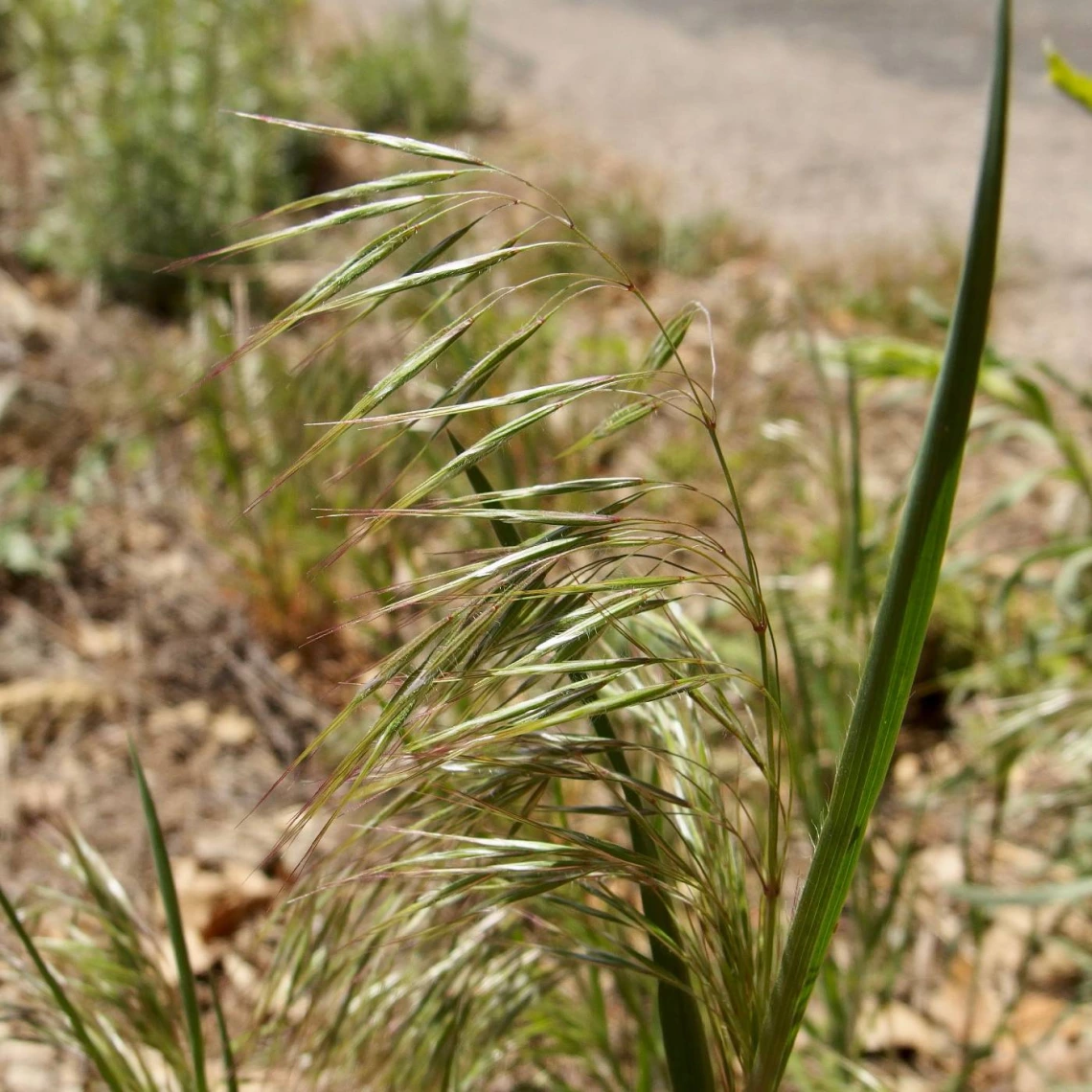 Bromus tectorum (cheatgrass)