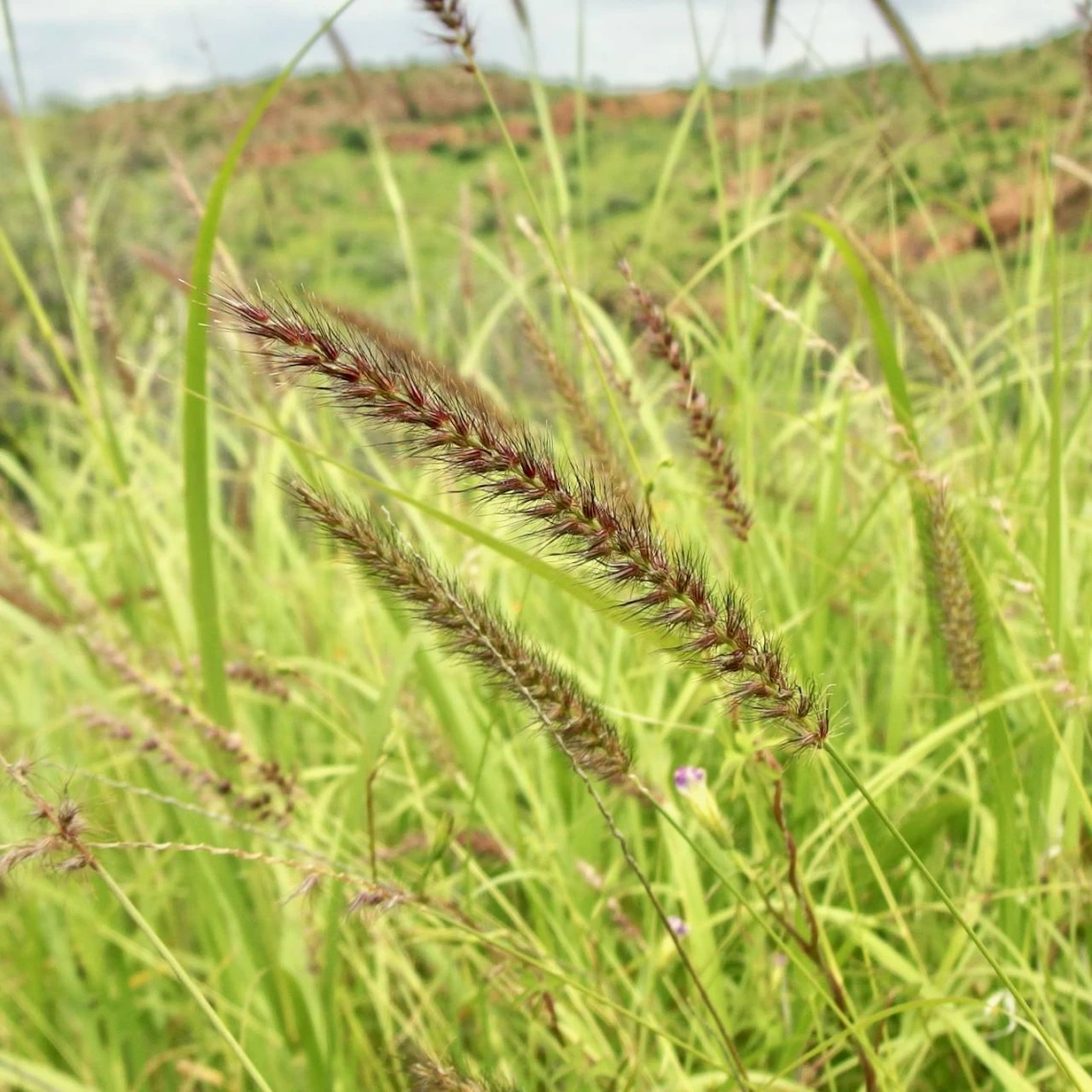 Cenchrus ciliaris seed head