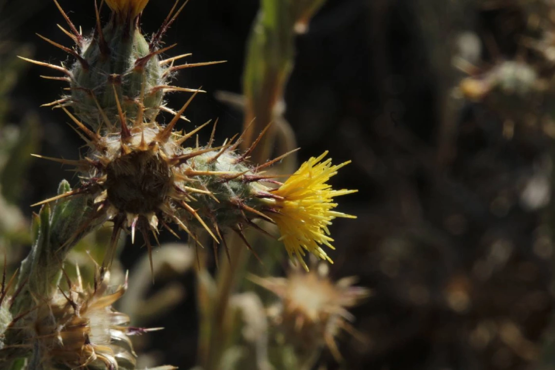 Centaurea melitensis