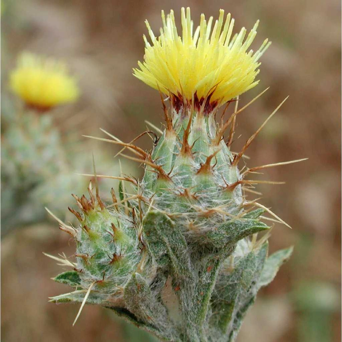 Centaurea melitensis