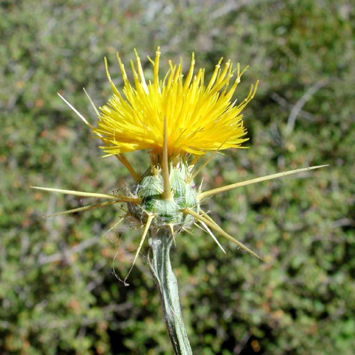 Centaurea solstitialis (yellow starthistle) flower