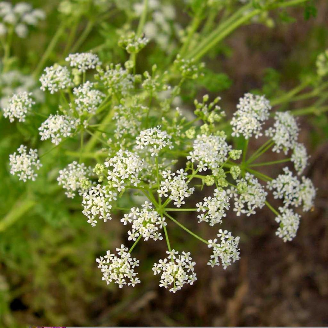 Conium maculatum (poison hemlock) flowers