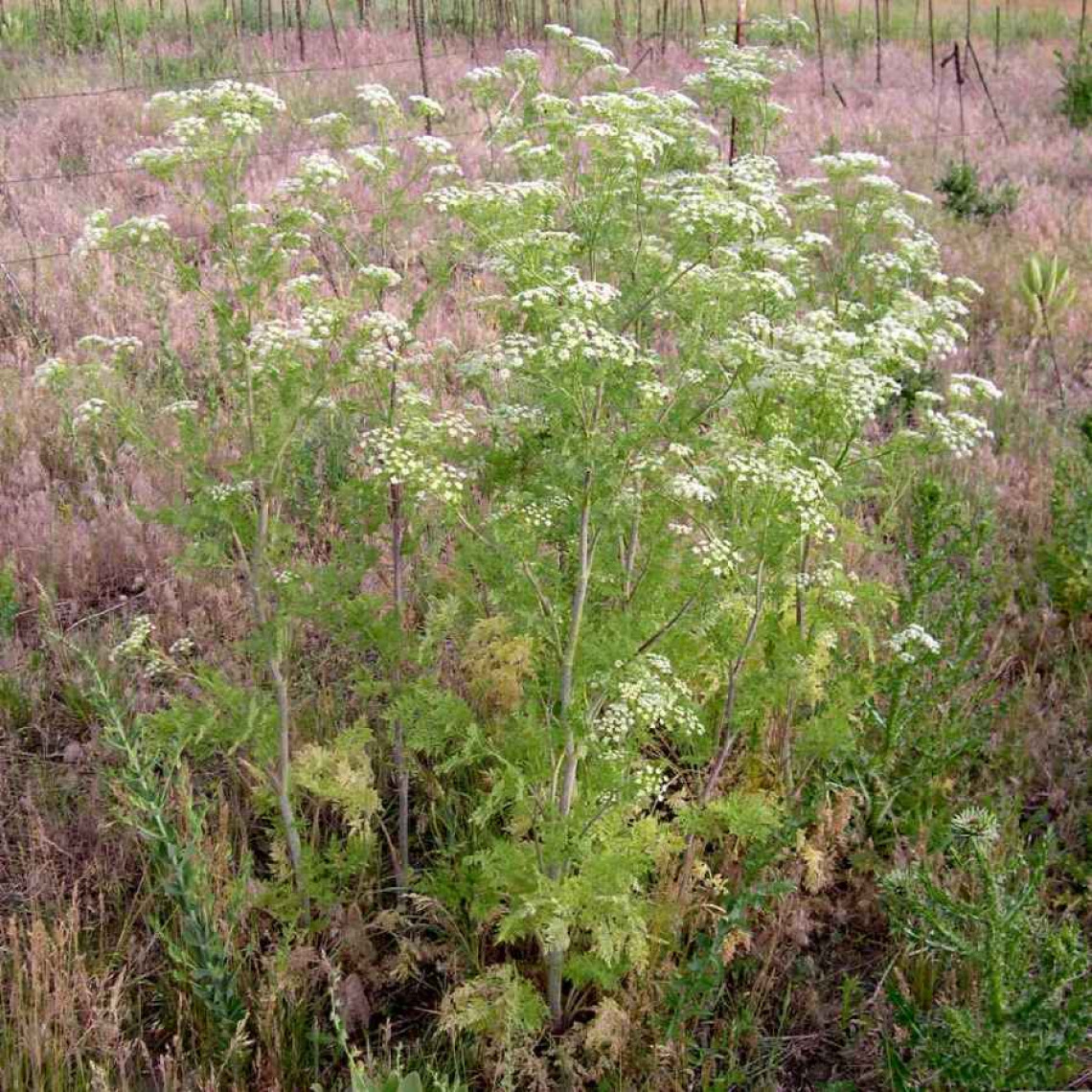 Conium maculatum (poison hemlock)