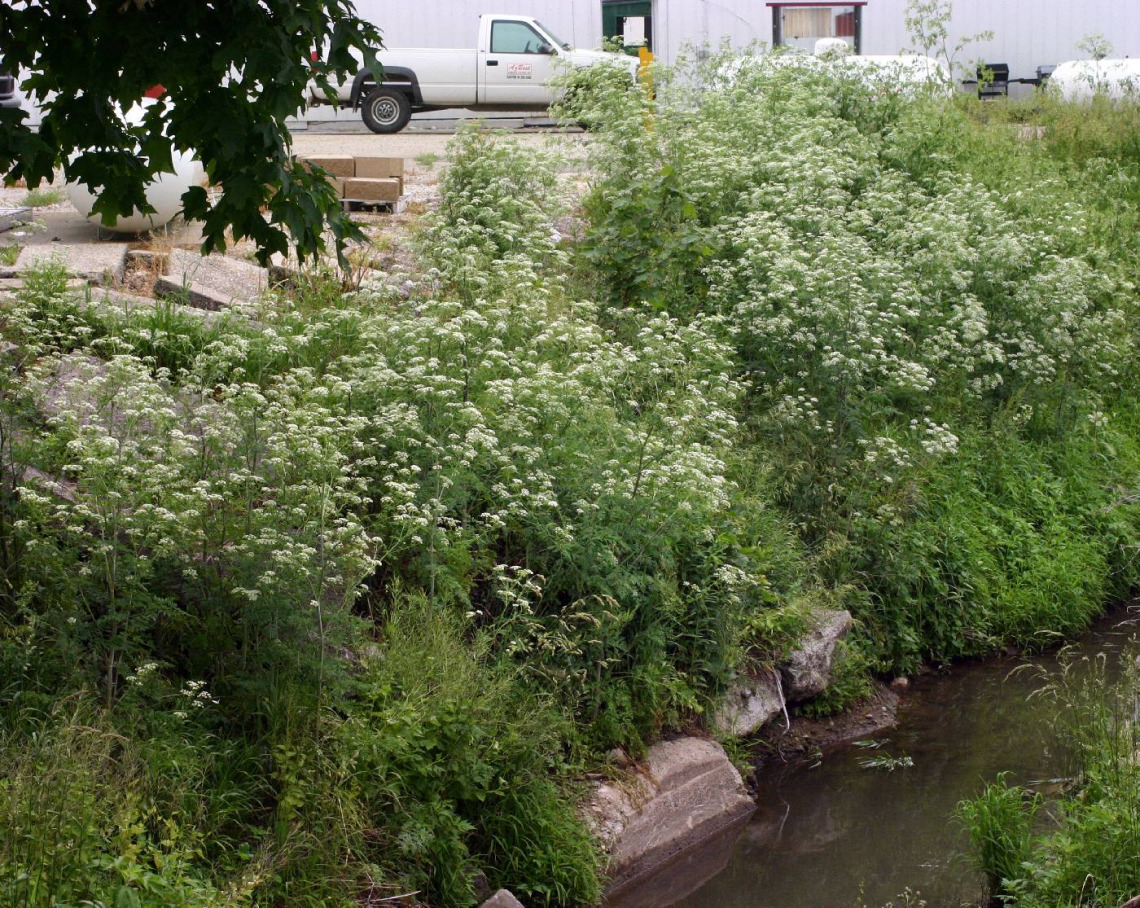 Conium maculatum (poison hemlock) habitat