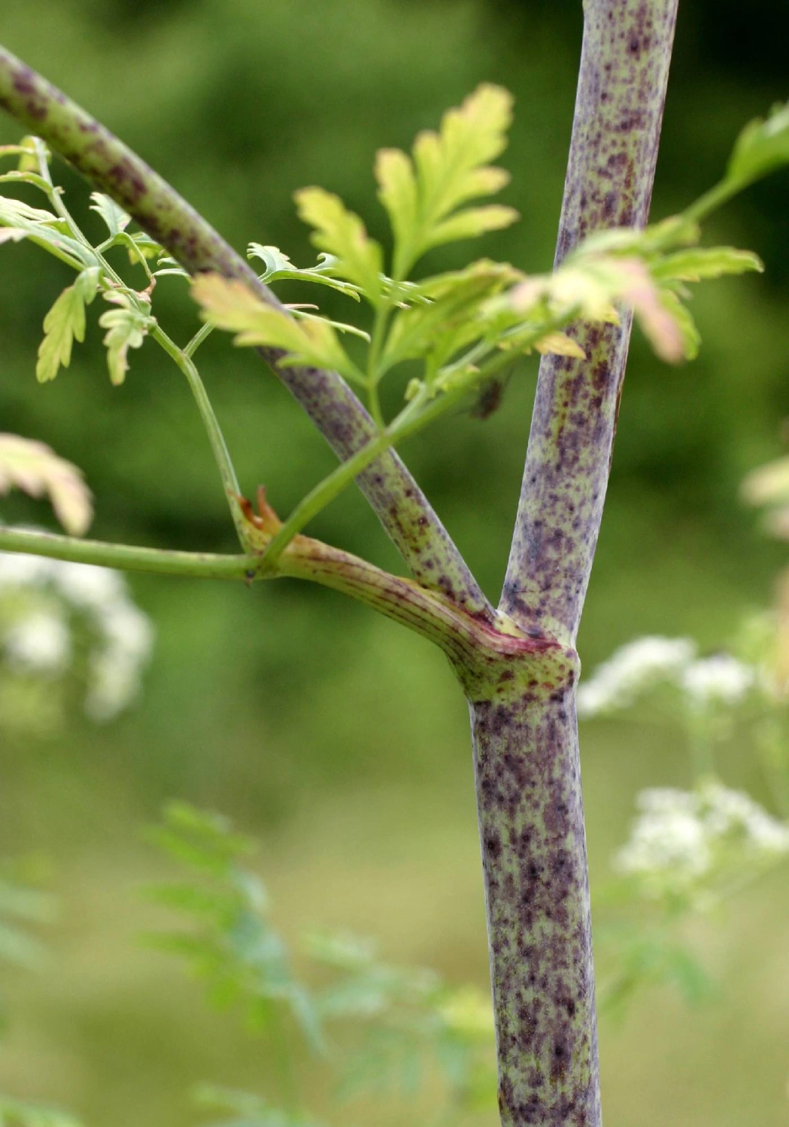 Conium maculatum (poison hemlock) stem