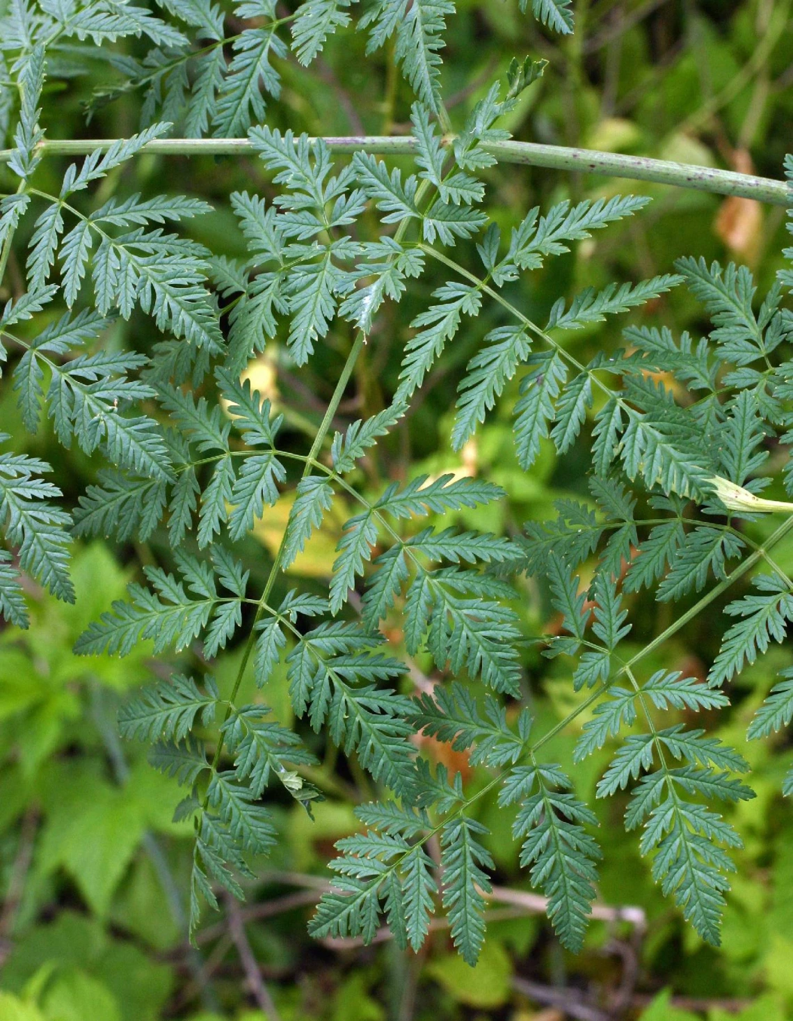 Conium maculatum (poison hemlock) leaves