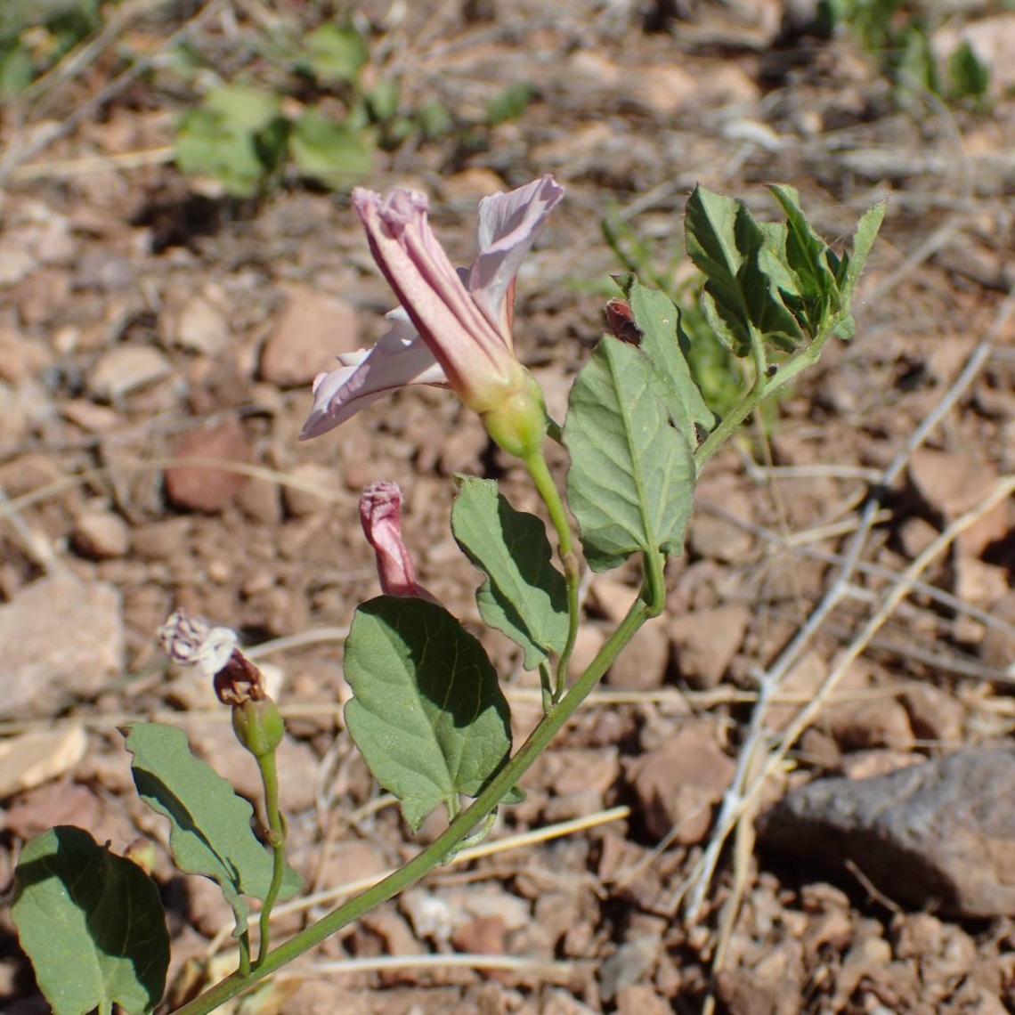 Convolvulus arvensis (field bindweed)