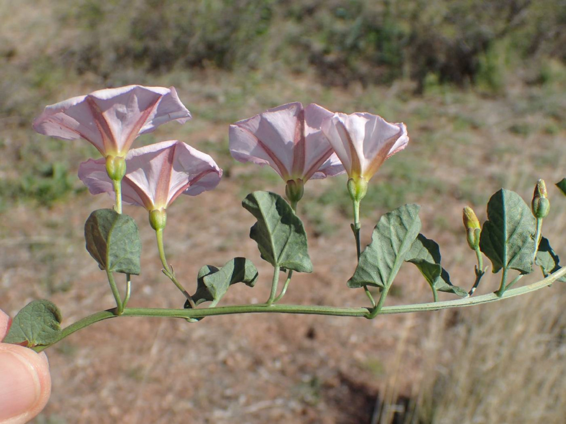 Convolvulus arvensis (field bindweed)