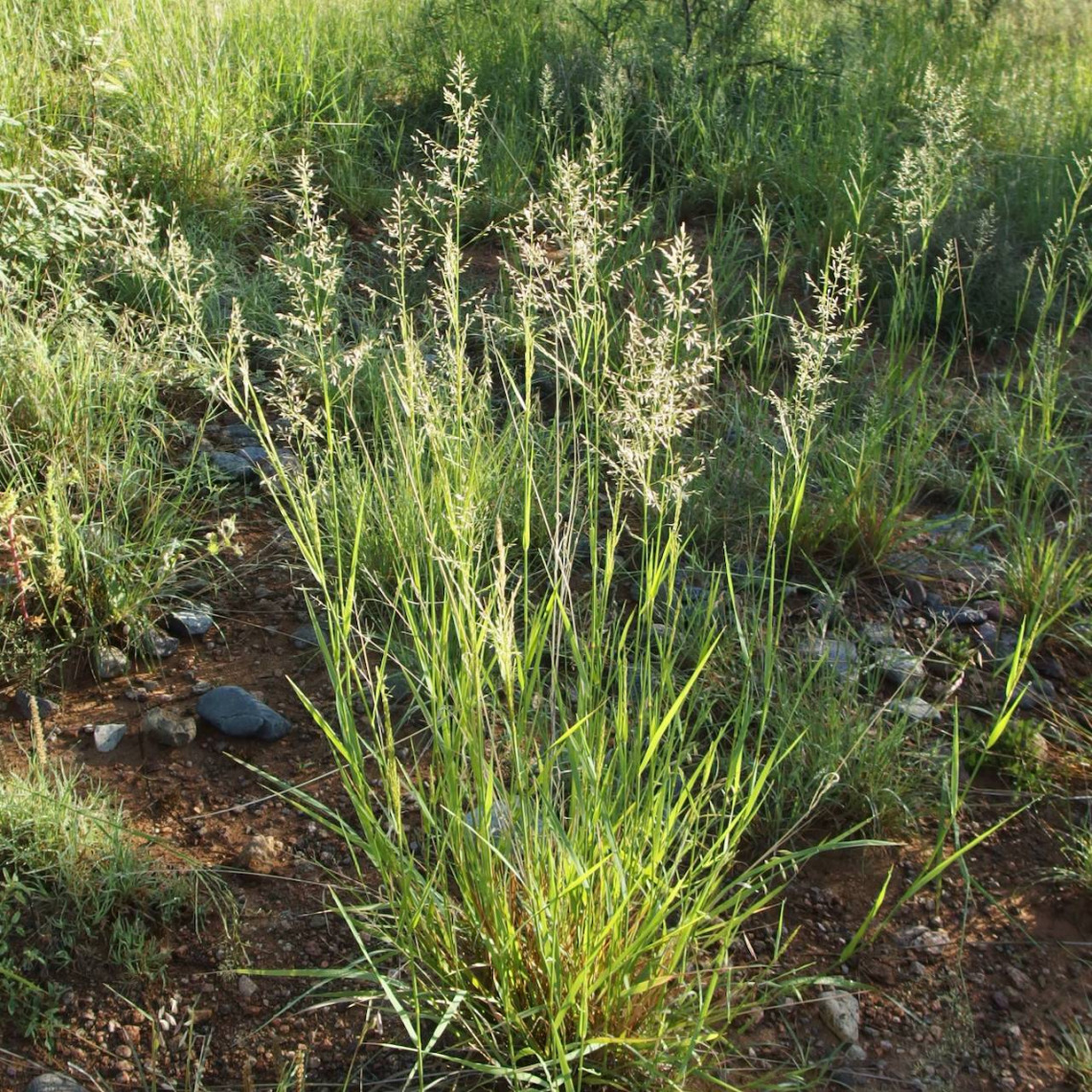 Lehmann lovegrass | AZ Invasive Plants