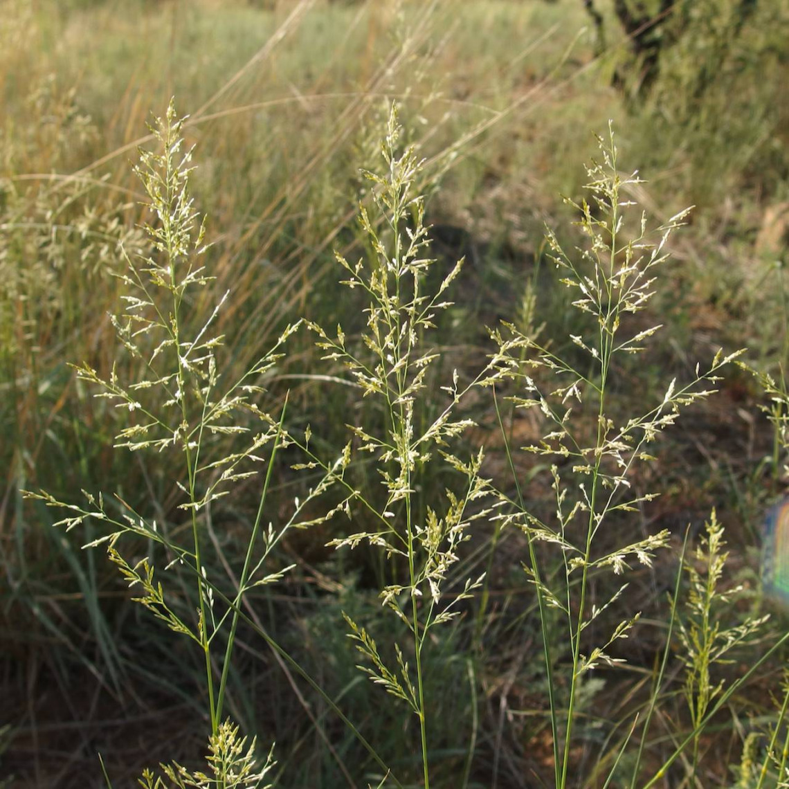 Eragrostis lehmanniana inflorescence