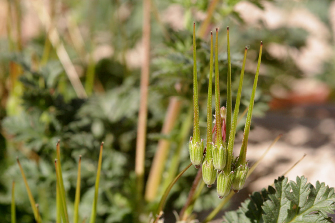 Erodium cicutarium (filaree)