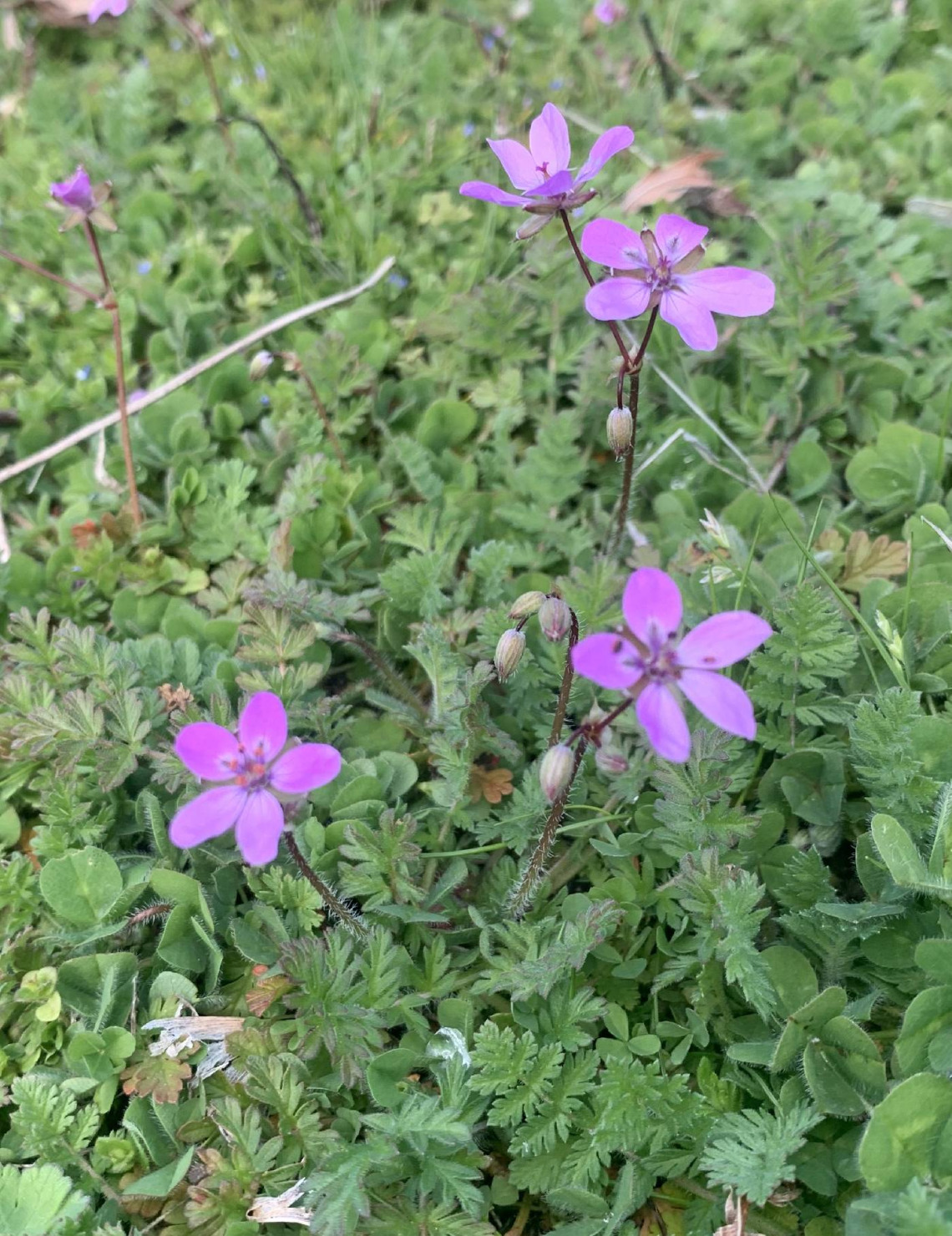 Erodium cicutarium (filaree) flowers