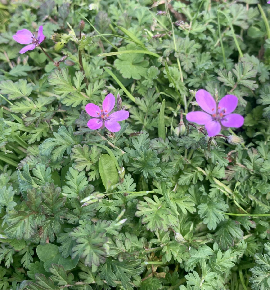 Erodium cicutarium (filaree) flowers