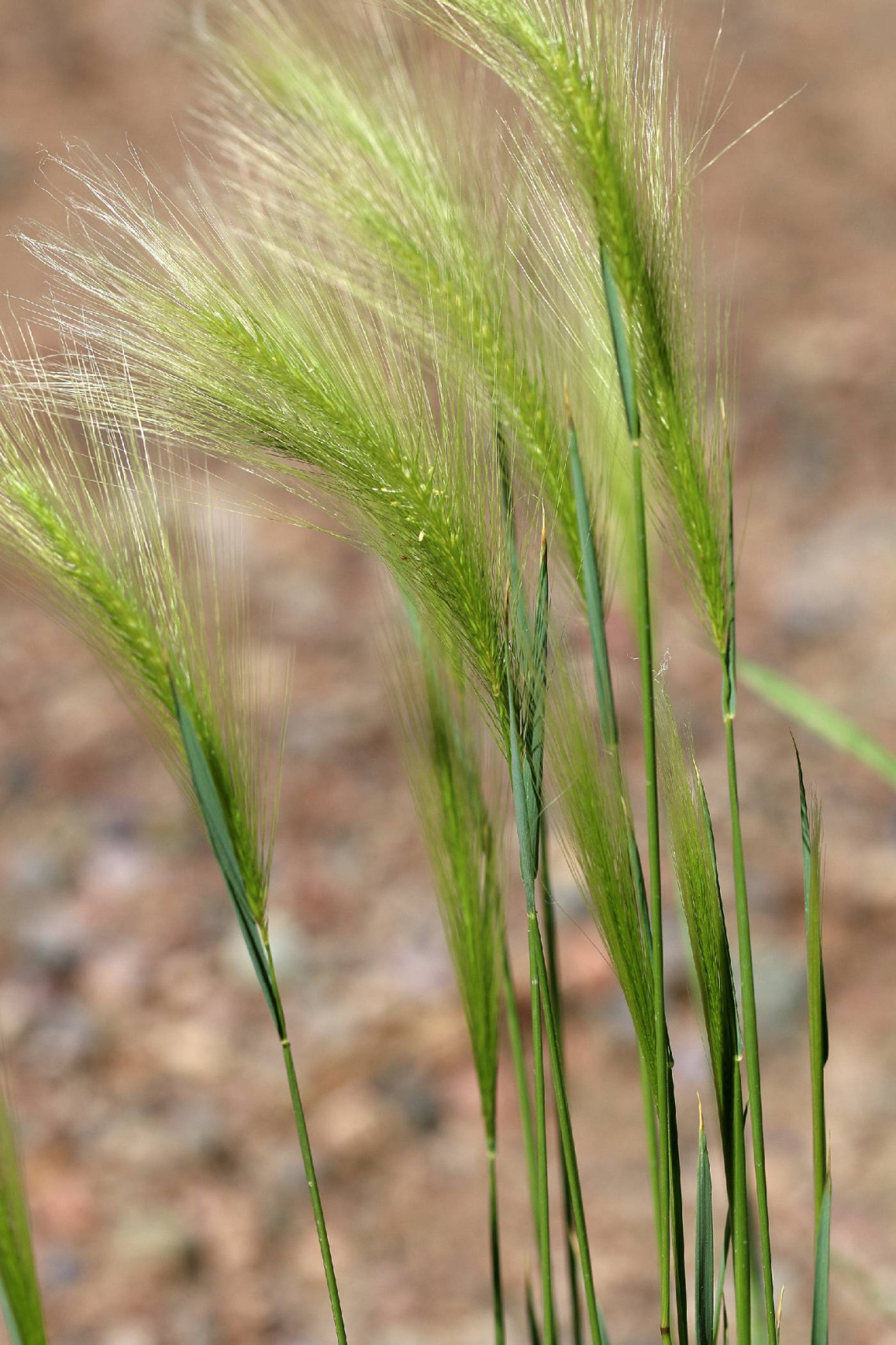 Hordeum jubatum (foxtail barley grass)