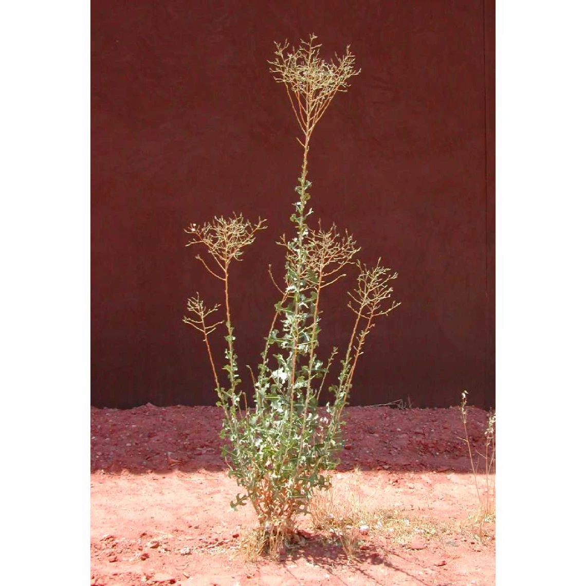 Lactuca serriola (Prickly lettuce)