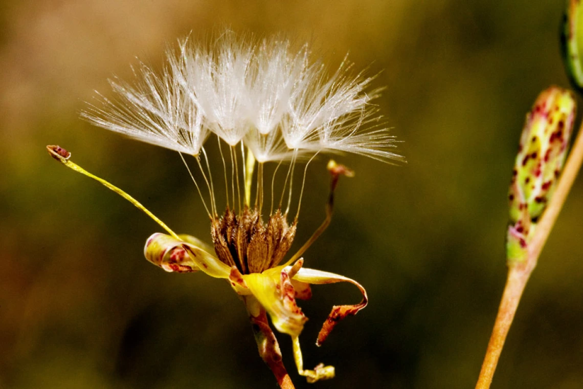 Lactuca serriola (Prickly lettuce) seeds