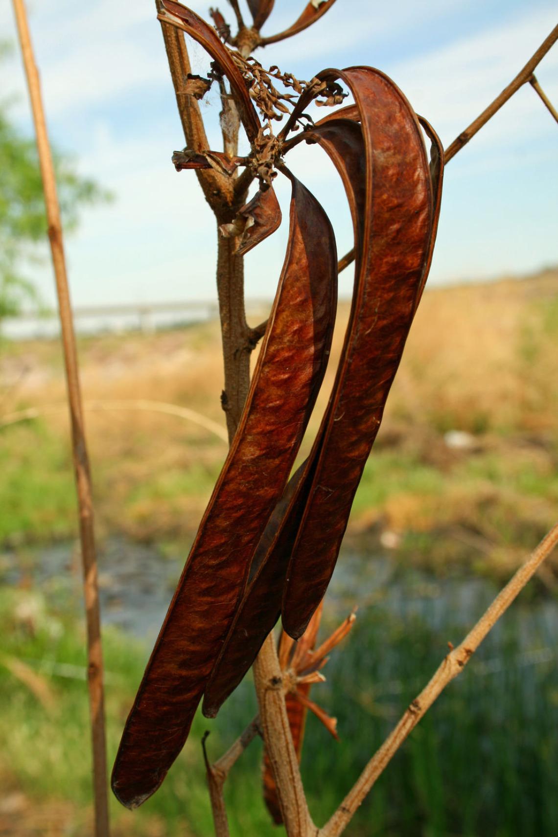 Leucaena leucocephala seed pod