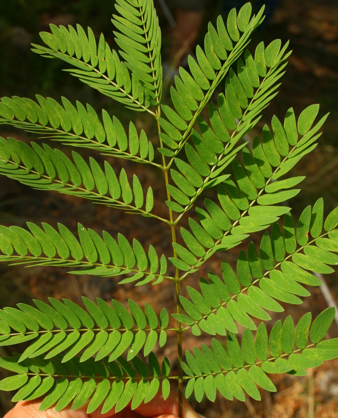 Leucaena leucocephala