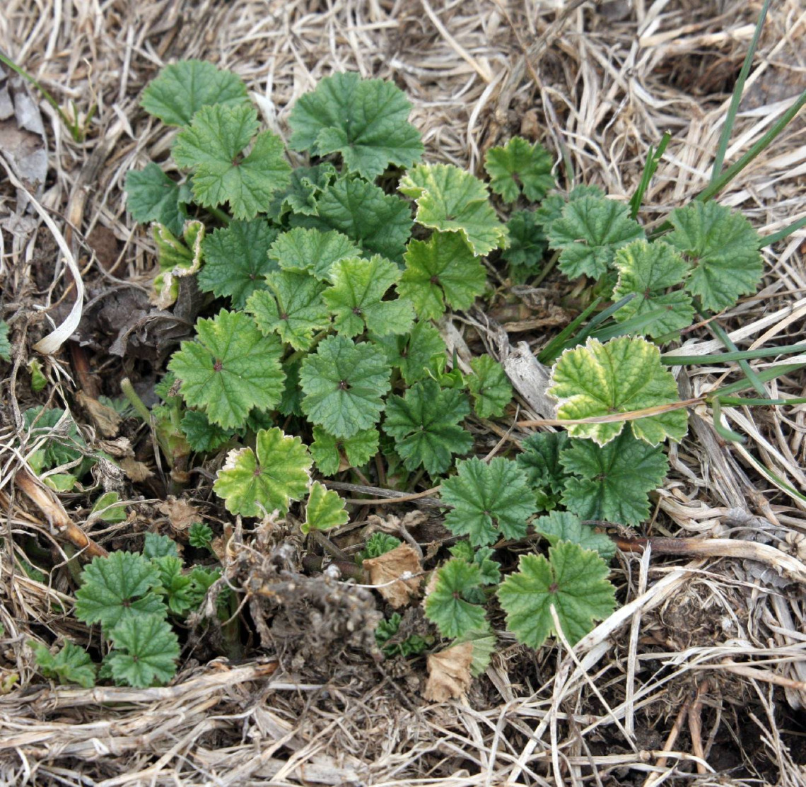 Malva Neglecta (cheeseweed) habitat