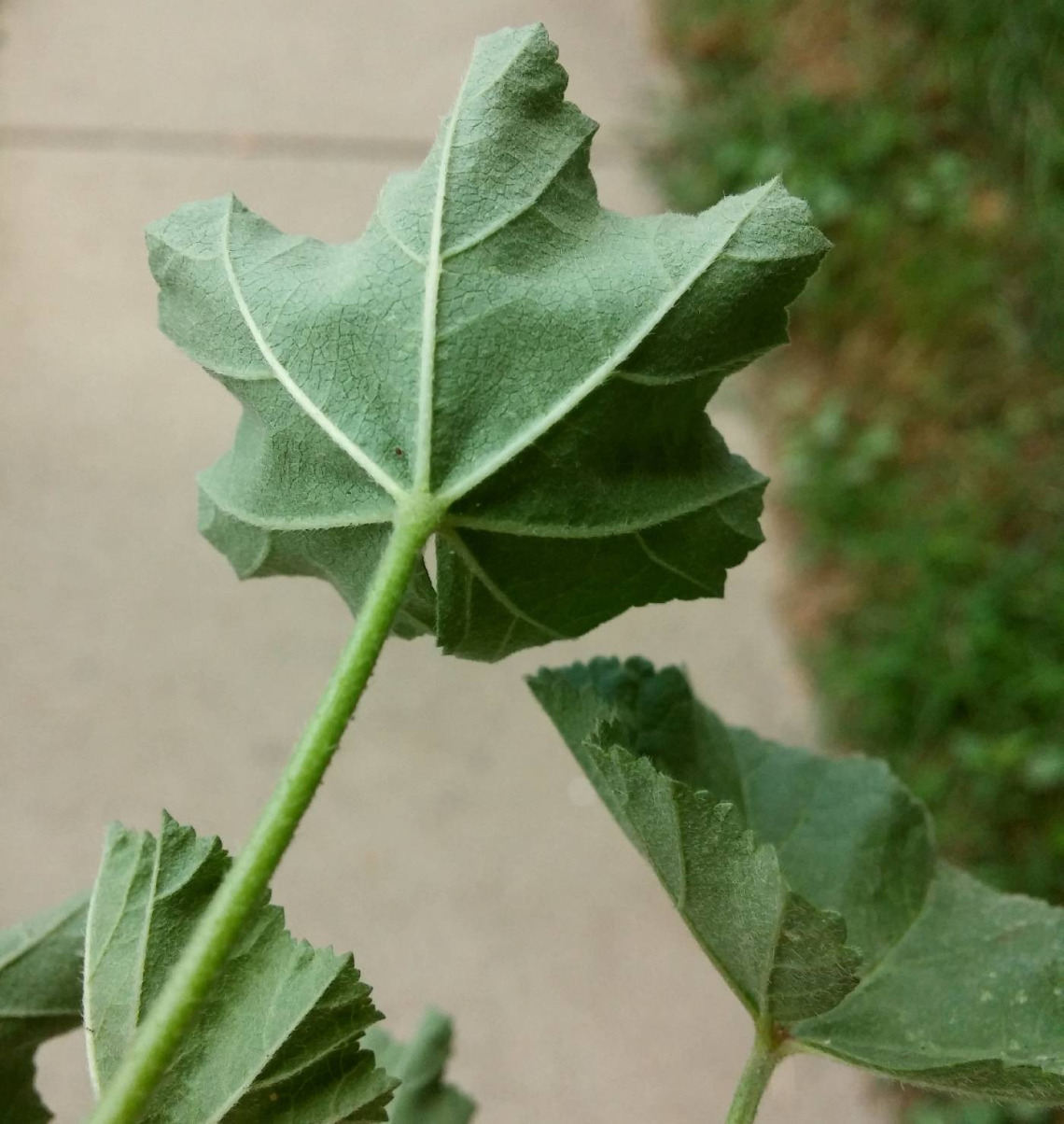 Malva Neglecta (cheeseweed) back of leaf