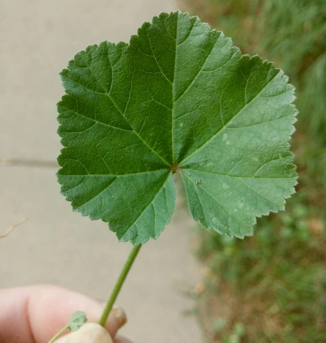 Malva Neglecta (cheeseweed) leaf