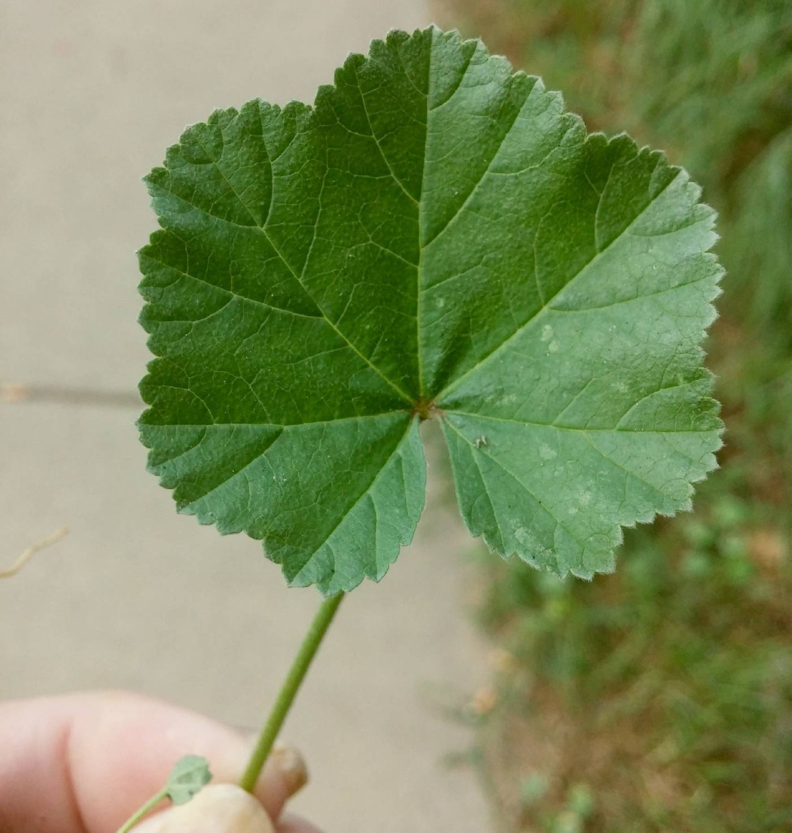 Malva Neglecta (cheeseweed) leaf