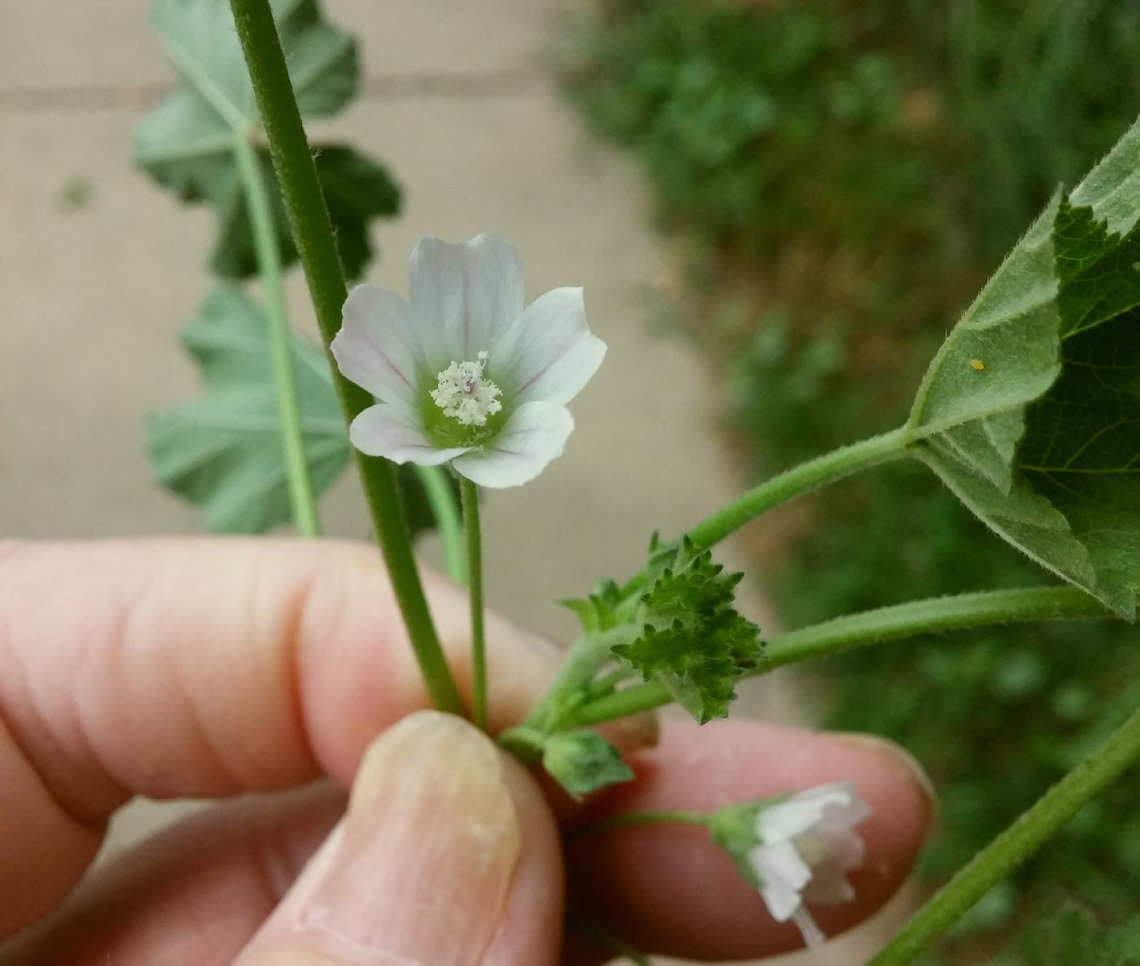 Malva Neglecta (cheeseweed) flower