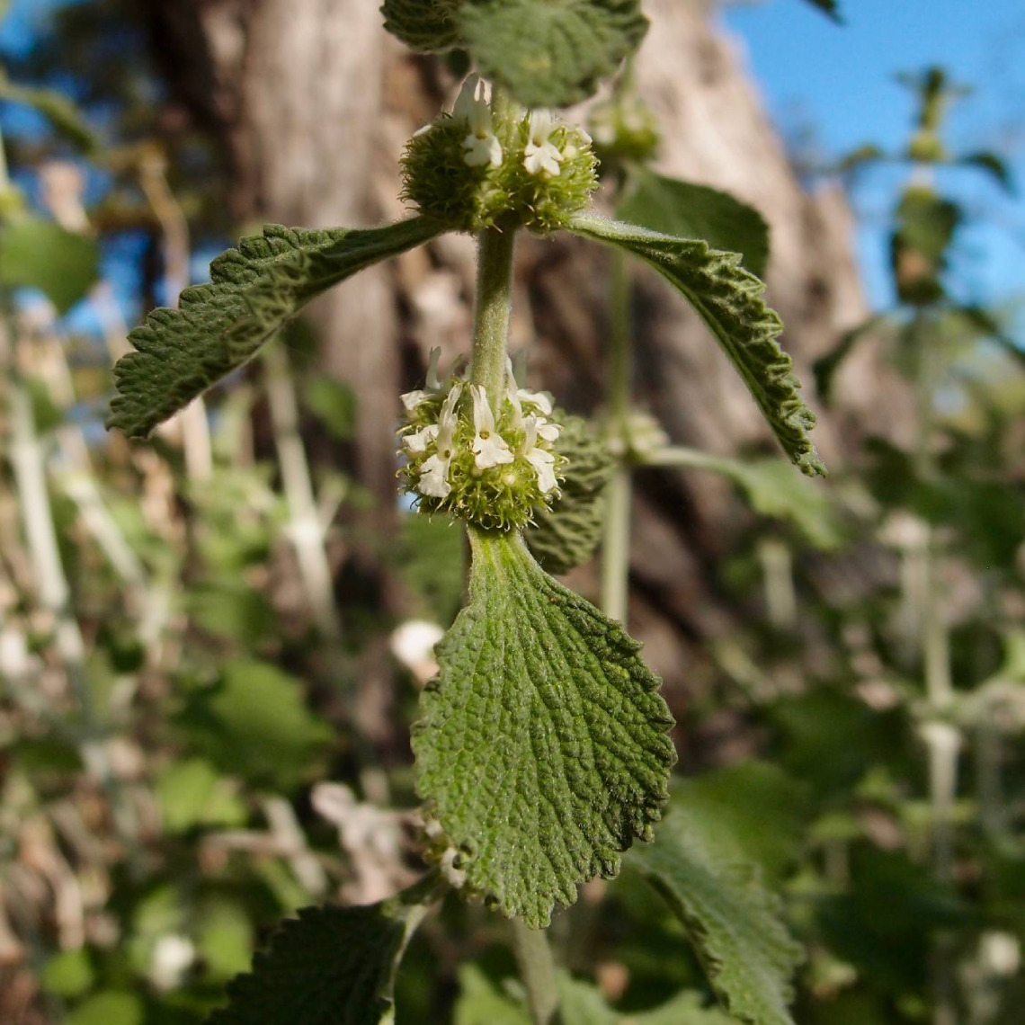 Marrubium vulgare (horehound)