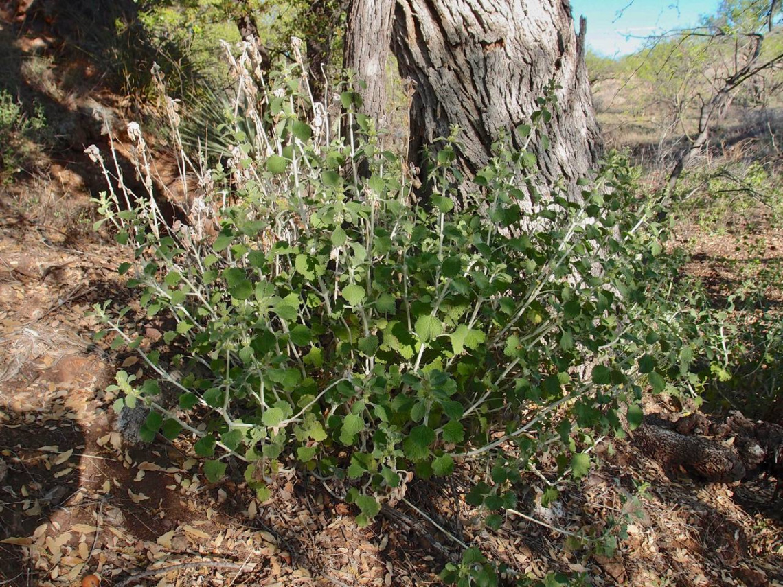 Marrubium vulgare (horehound)