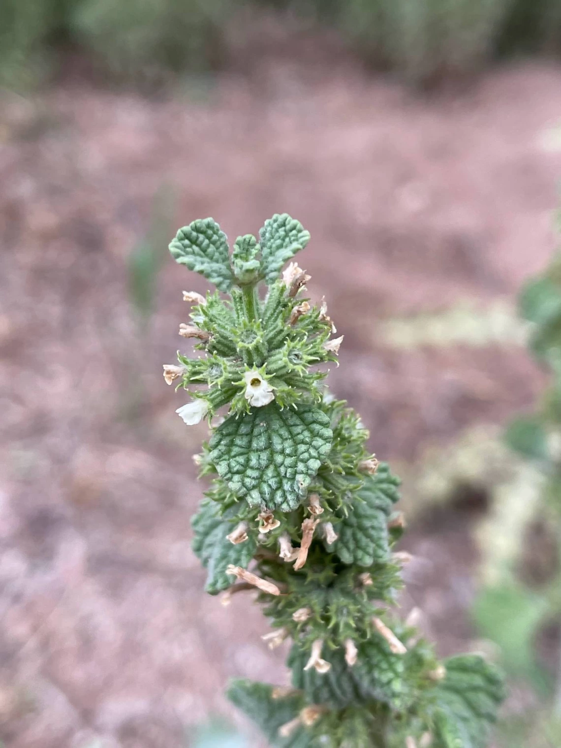 Marrubium vulgare (horehound)