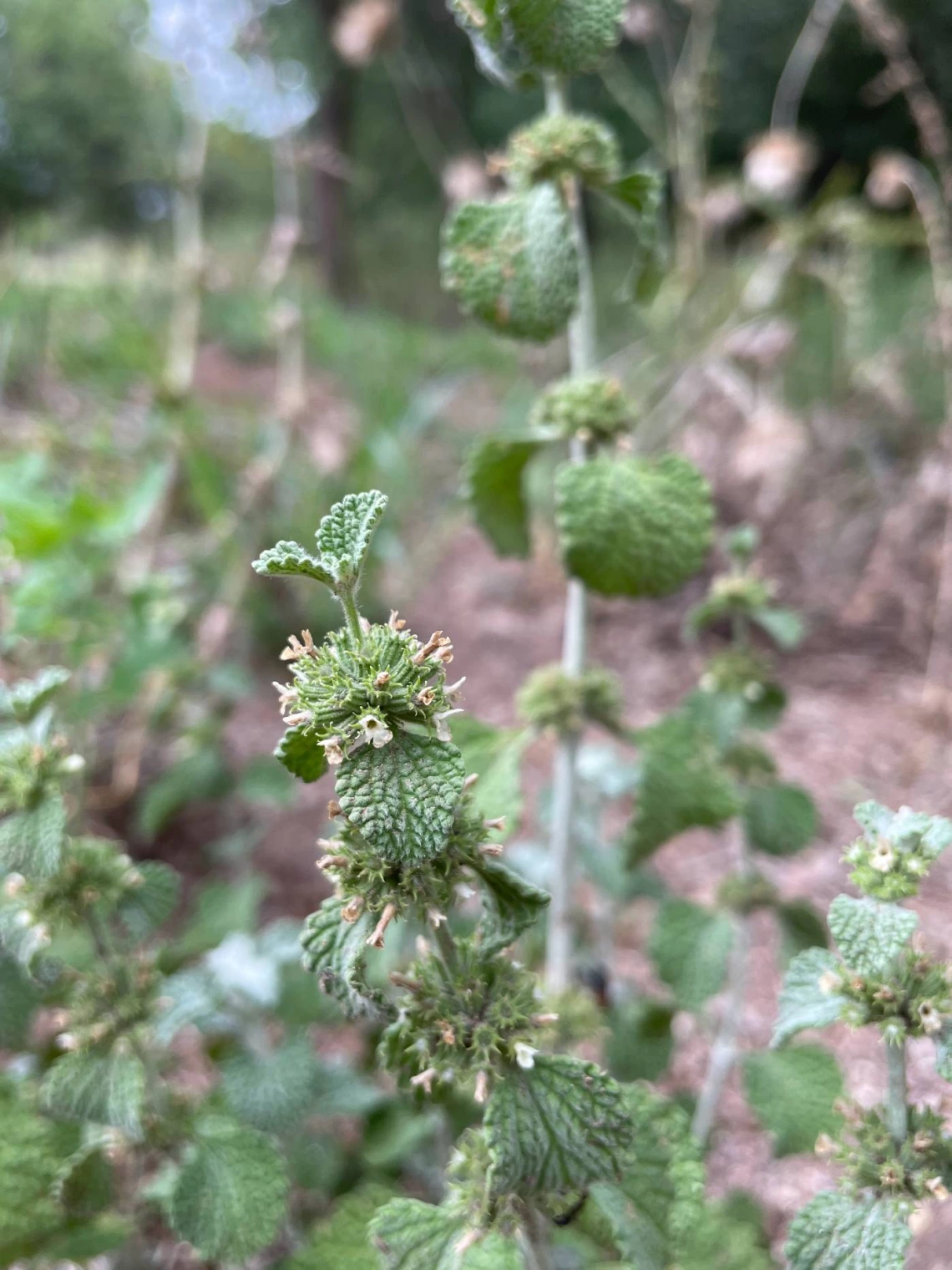 Marrubium vulgare (horehound)