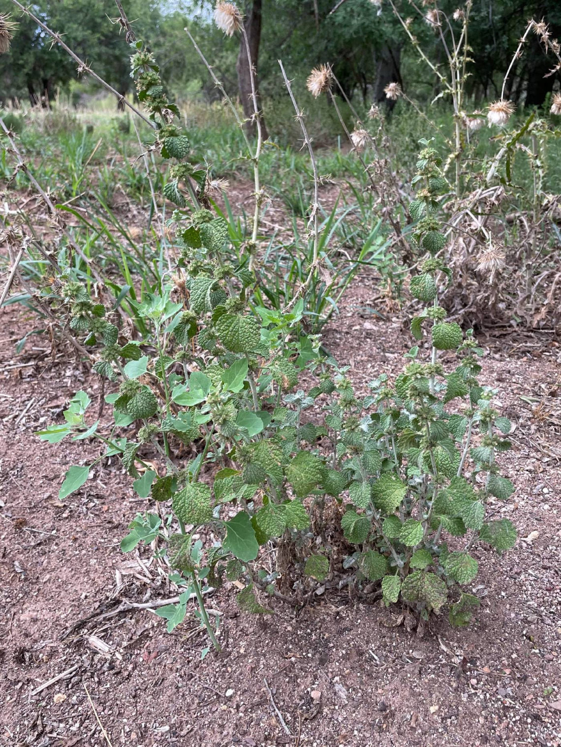 Marrubium vulgare (horehound)