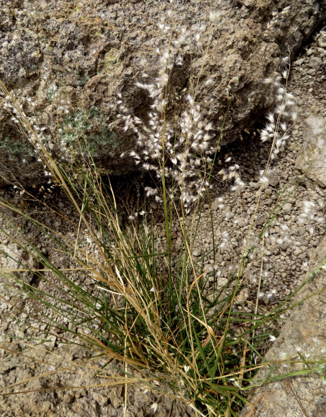 Melinis repens