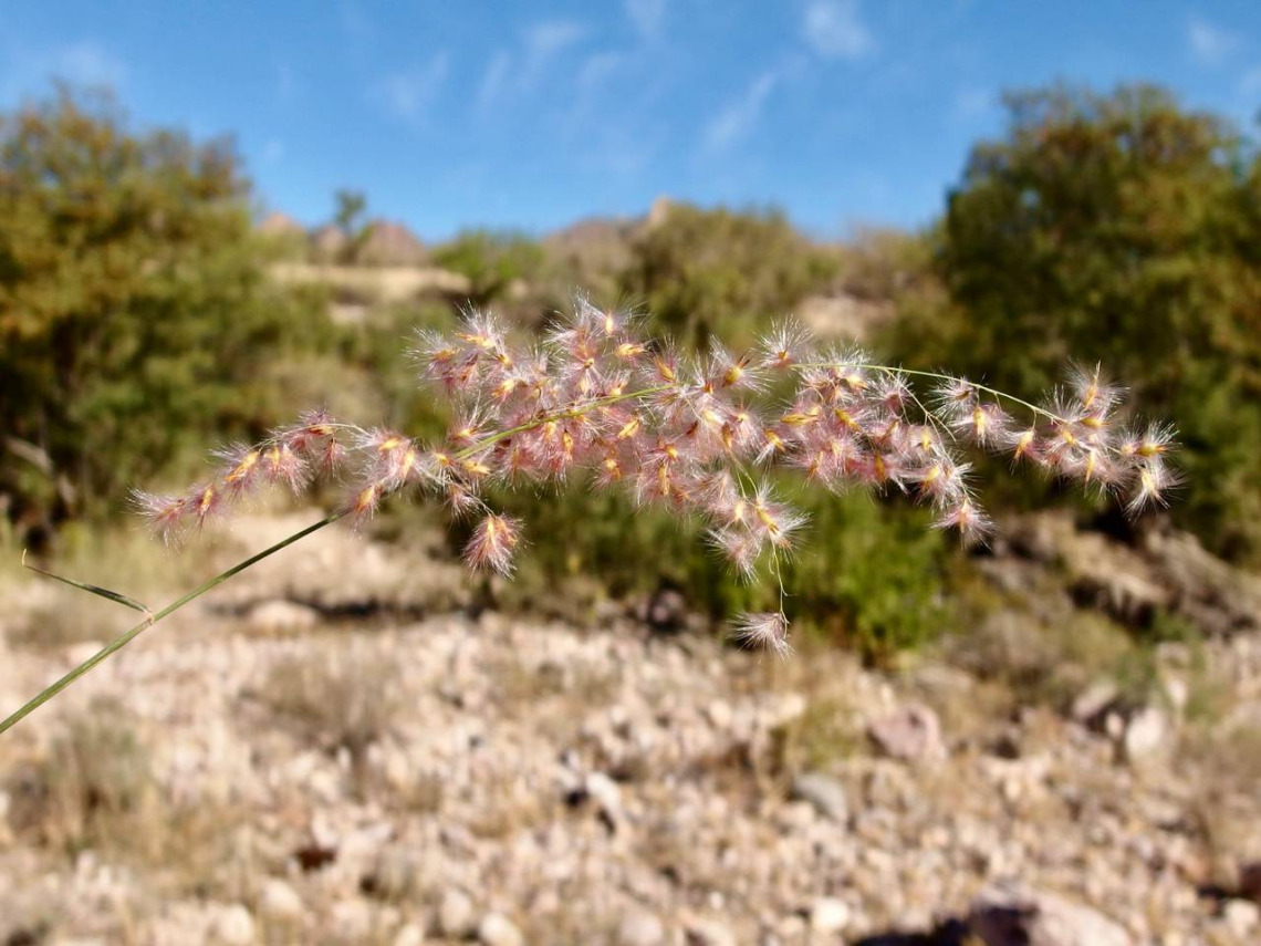 Melinis repens Inflorescence