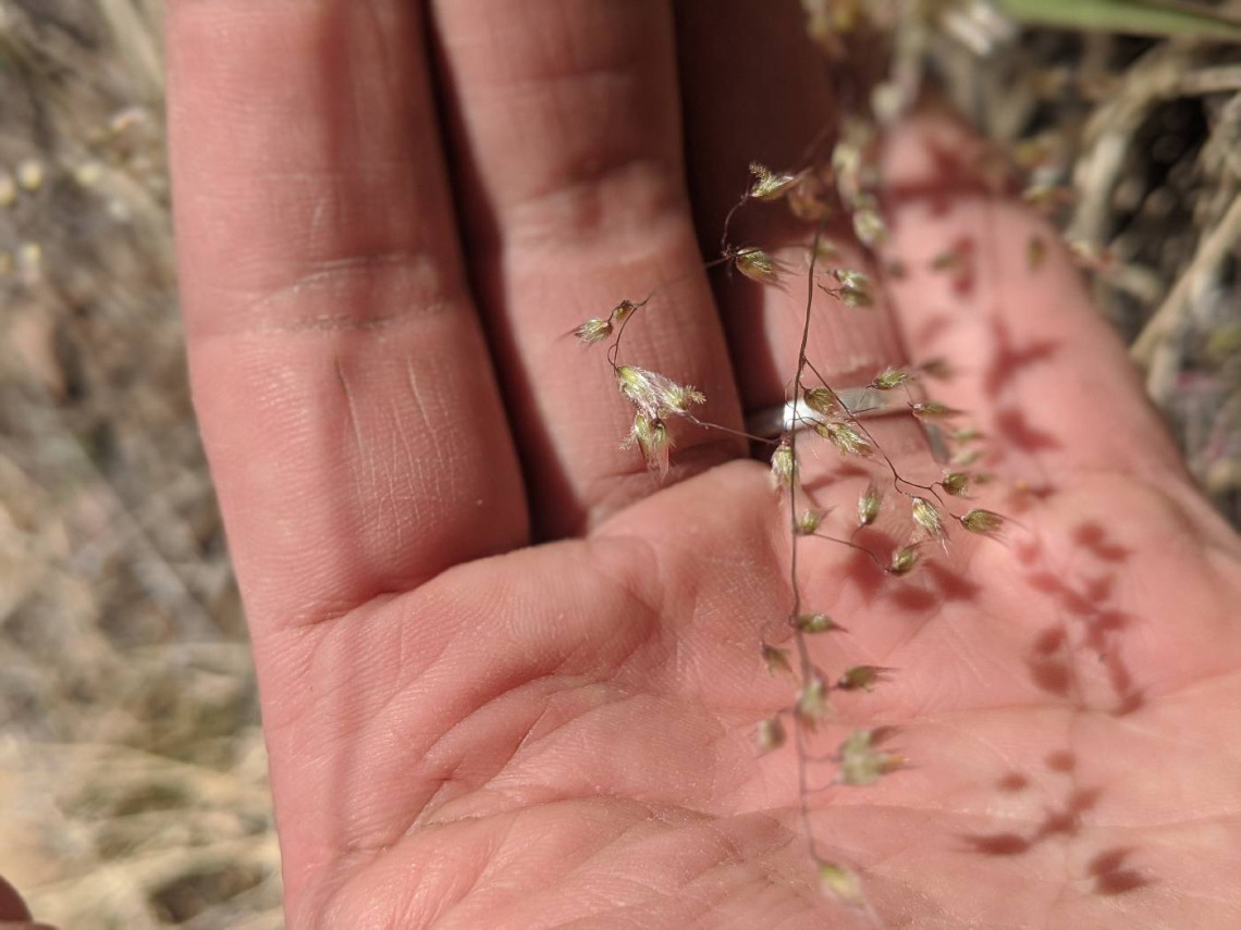 Melinis repens