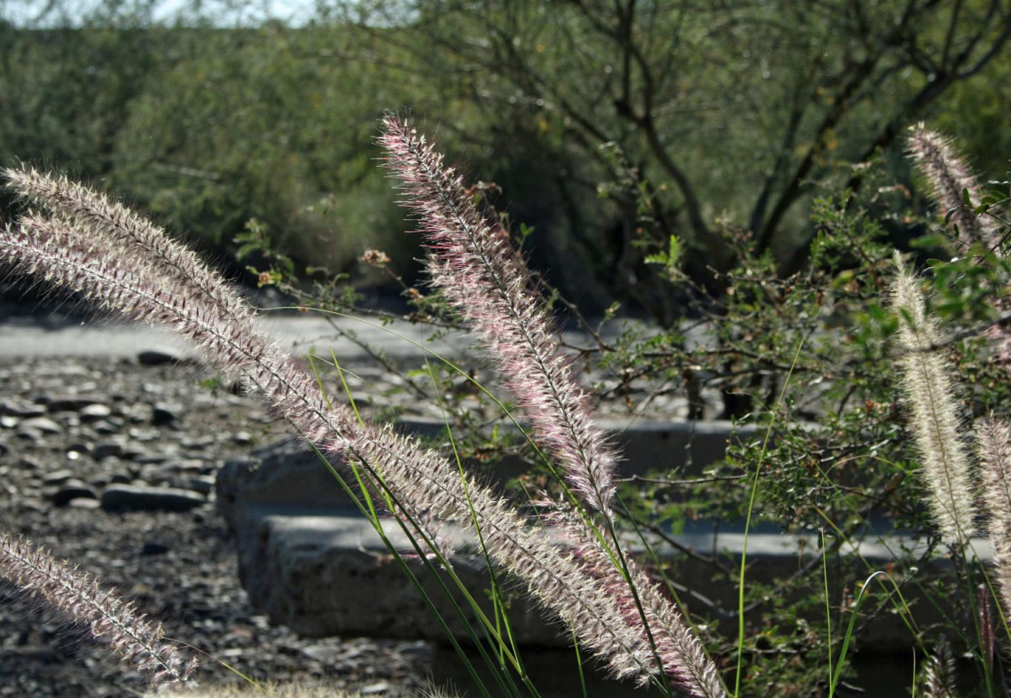 Pennisetum setaceum Inflorescence