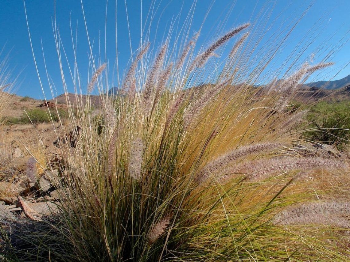 Pennisetum setaceum