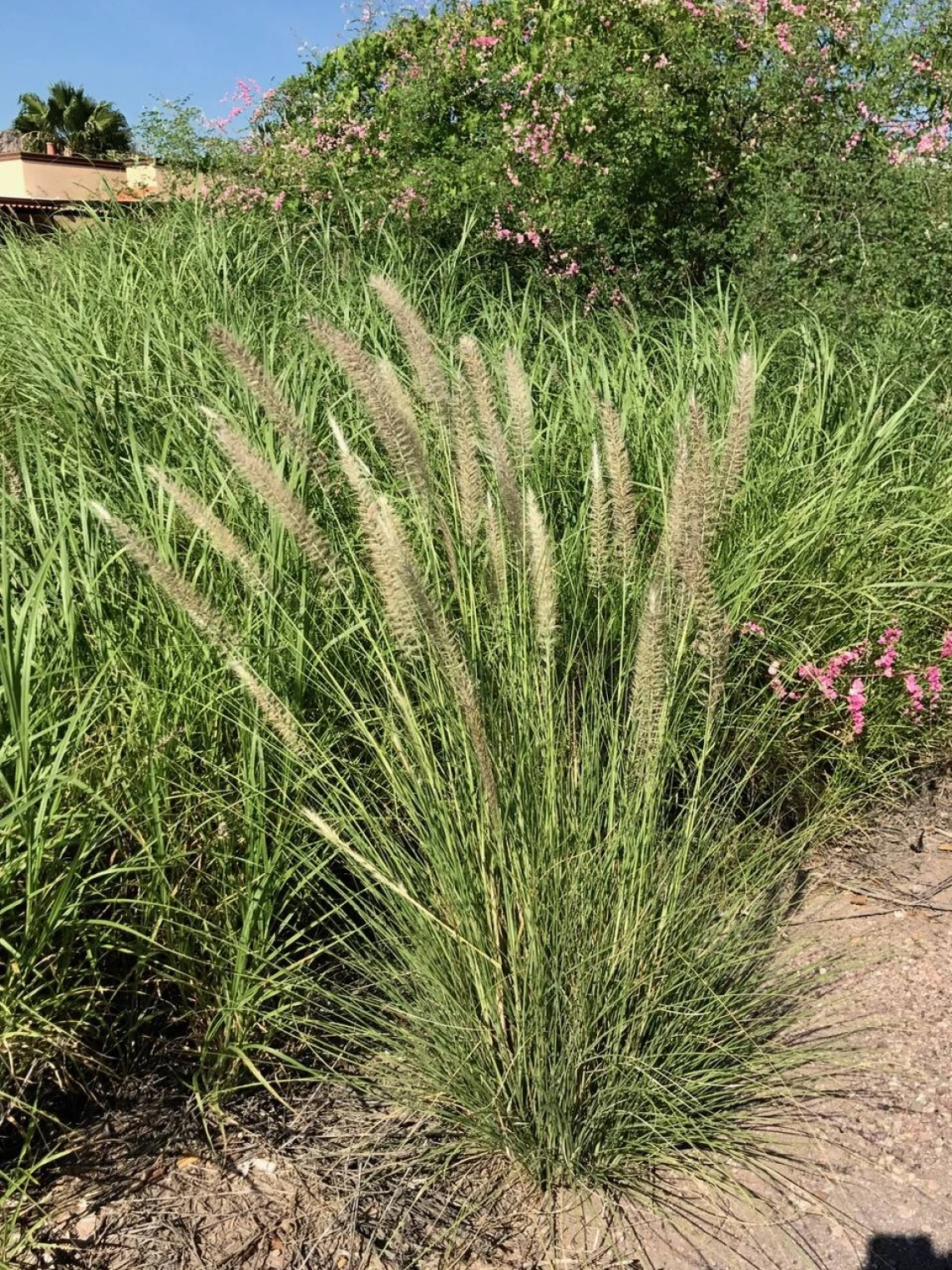 Pennisetum setaceum