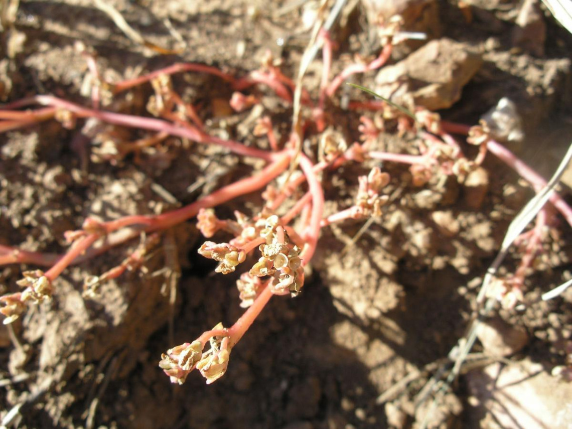 Portulaca oleracea (purslane)