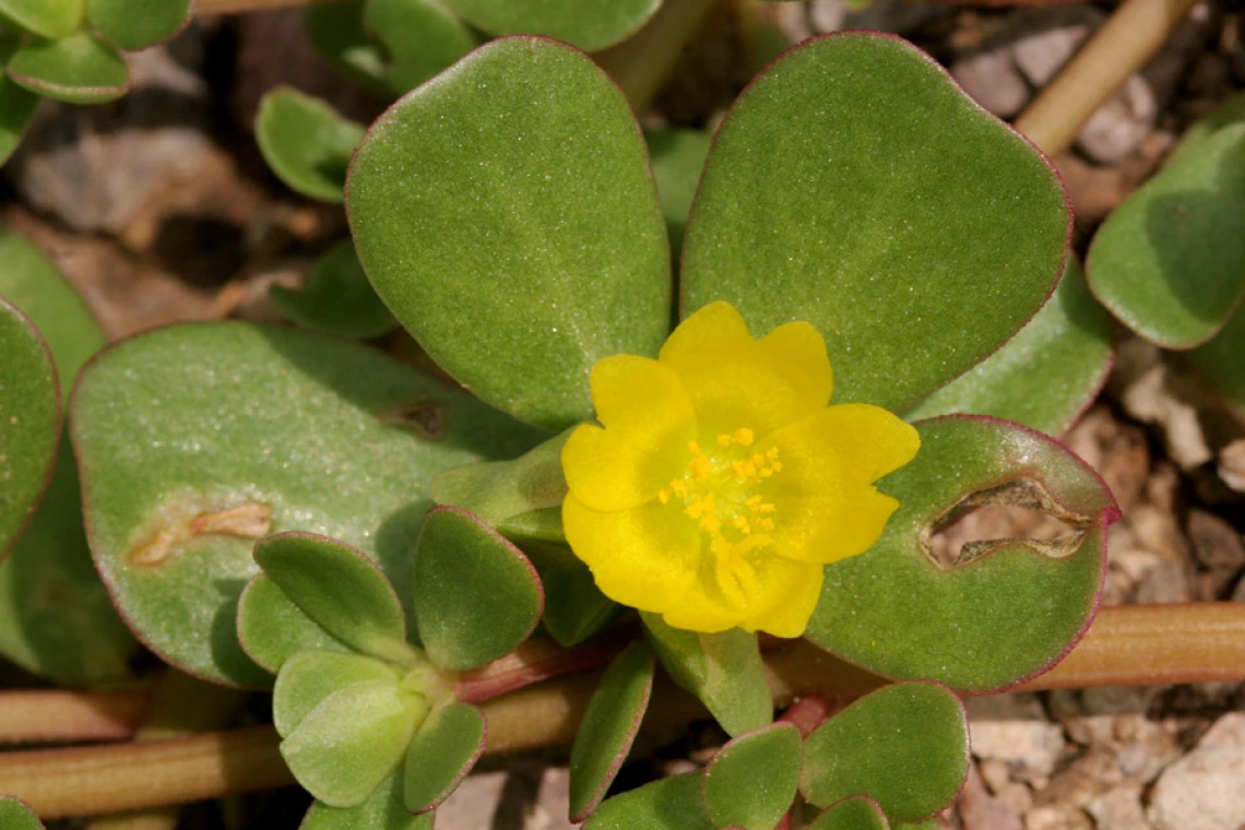 Portulaca oleracea (purslane) blooming