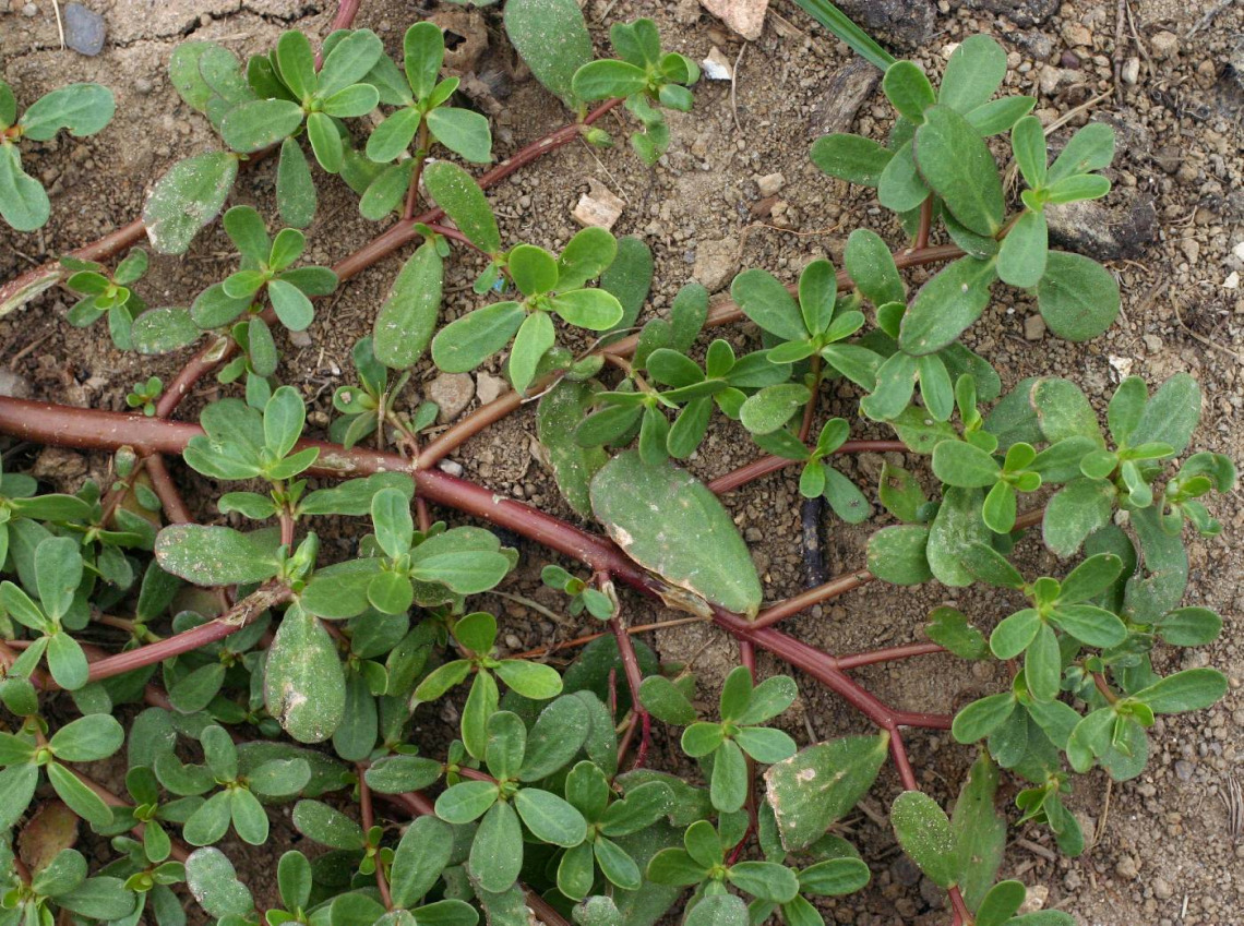 Portulaca oleracea (purslane)