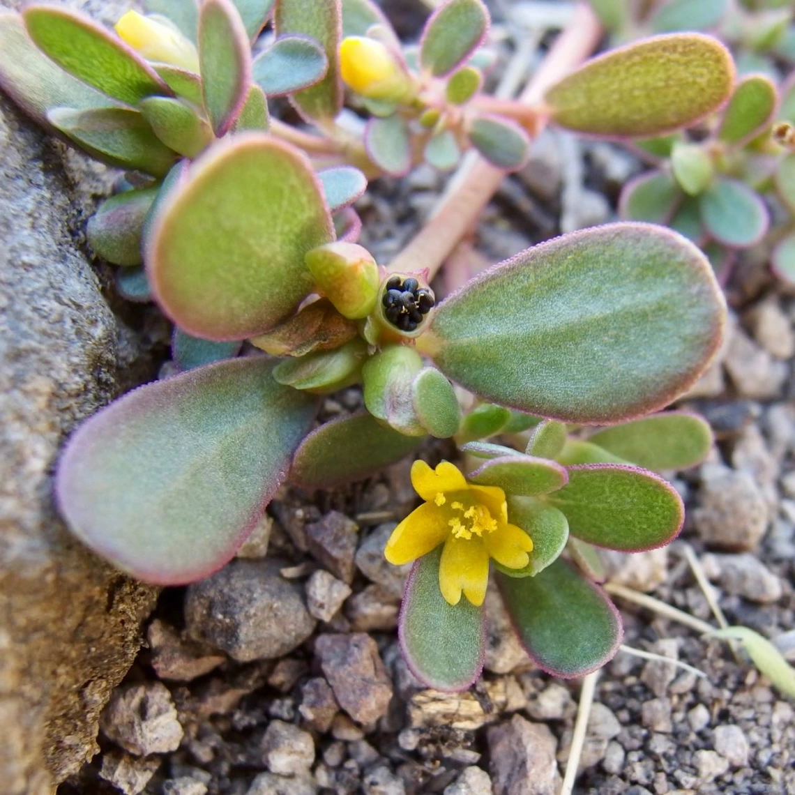 Portulaca oleracea (purslane) flowering