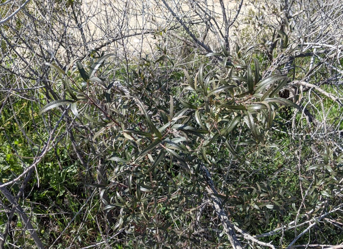 Rhus lancea