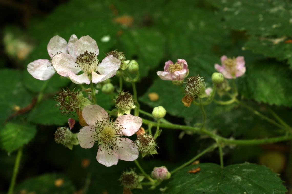 Rubus armeniacus