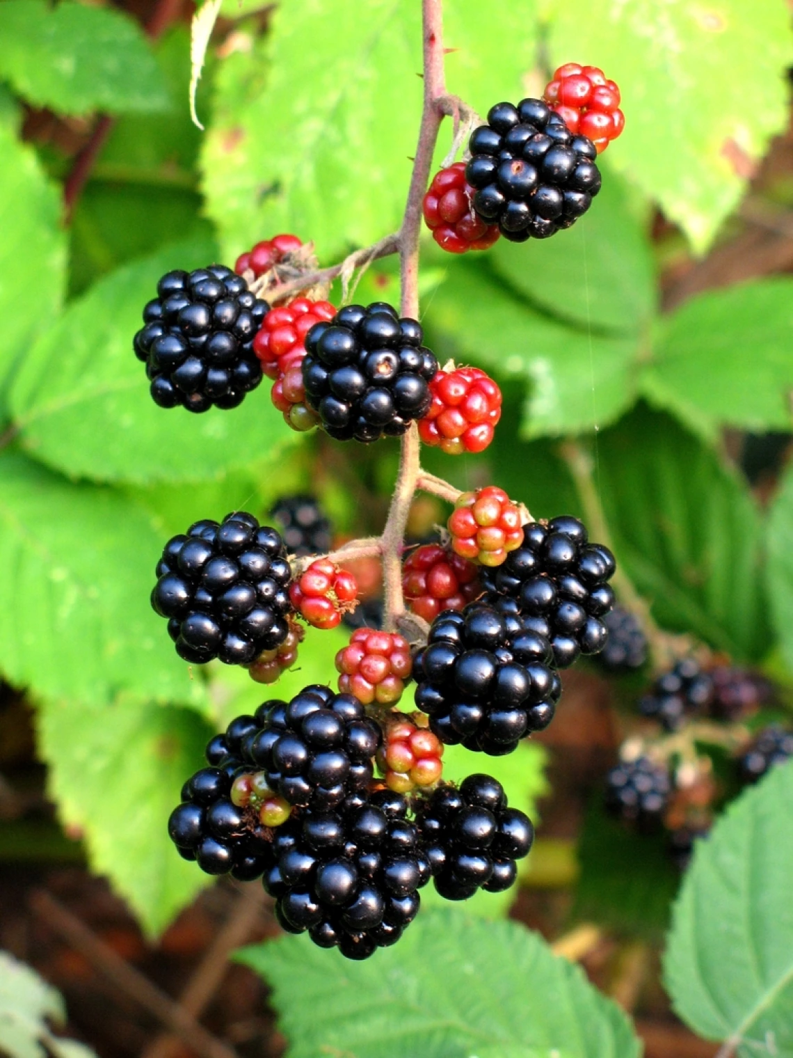 Rubus armeniacus