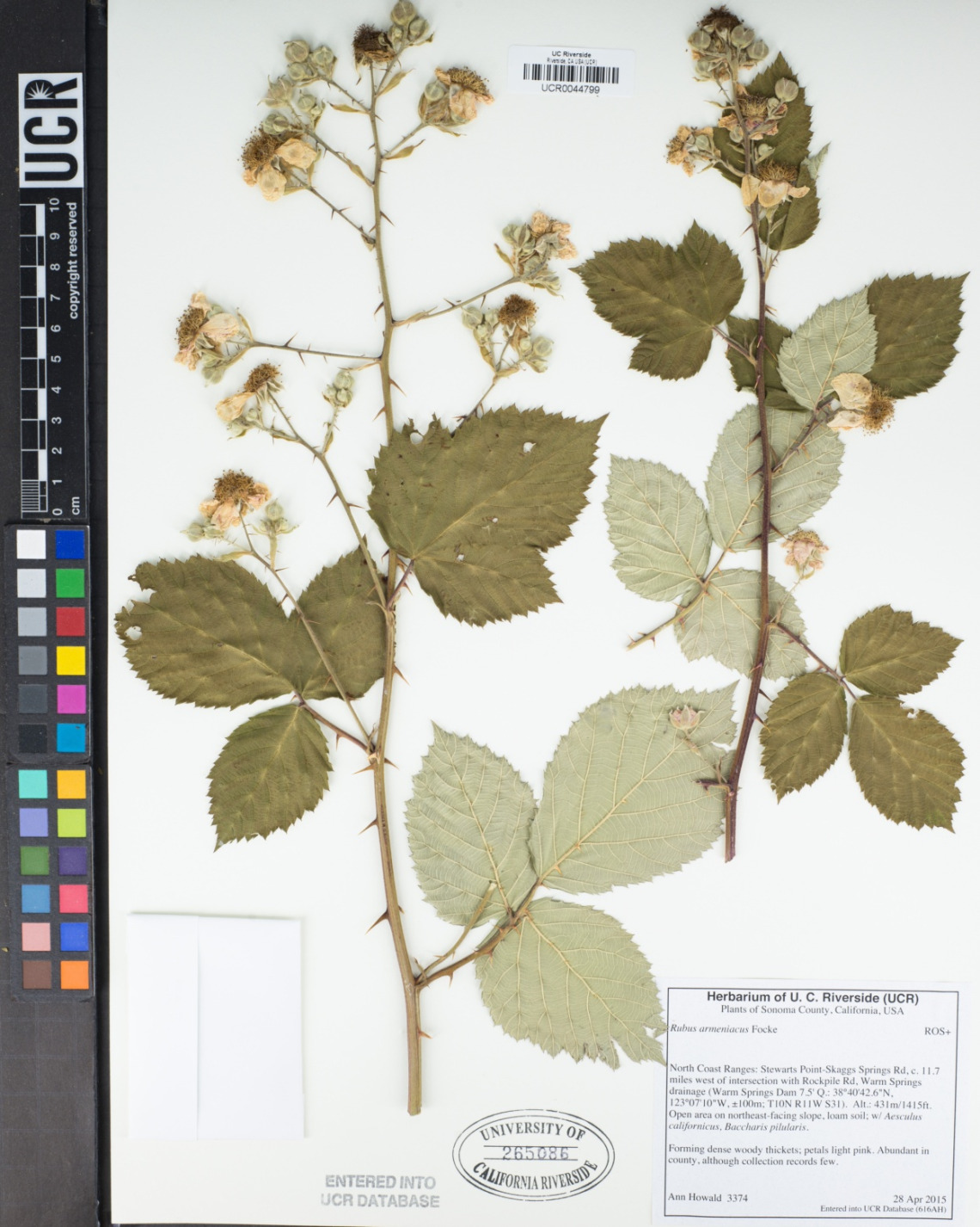 Rubus armeniacus