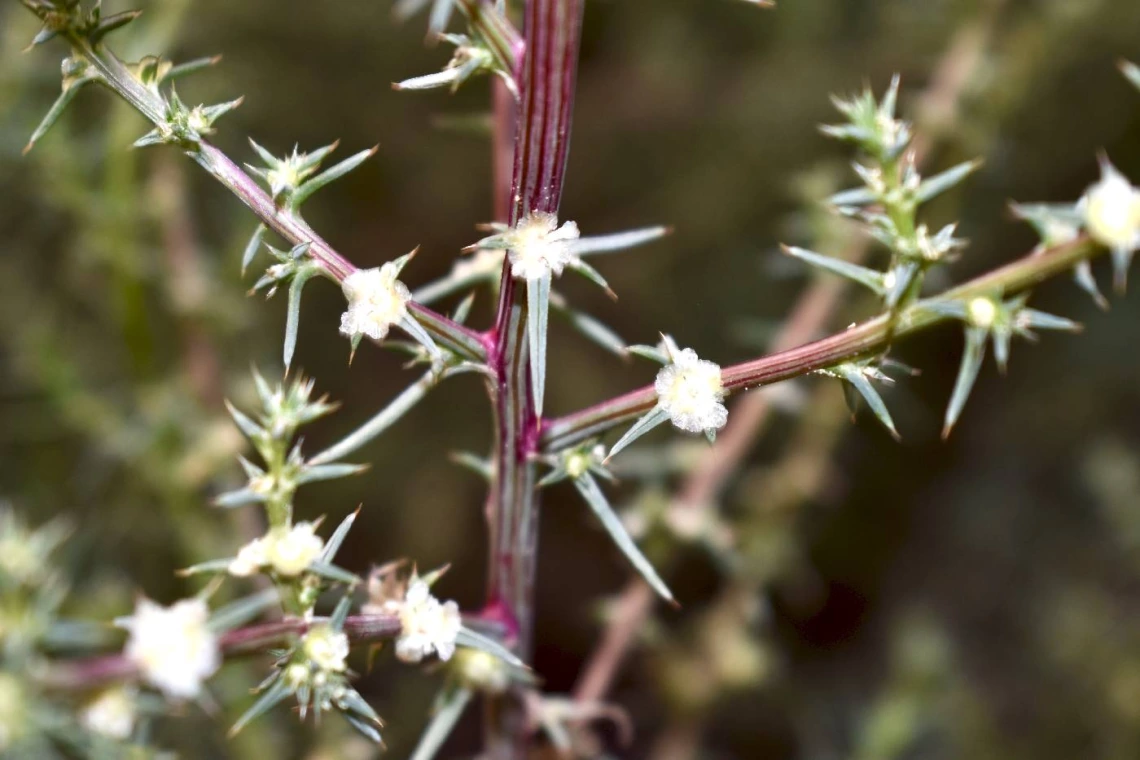 Salsola tragus flowering