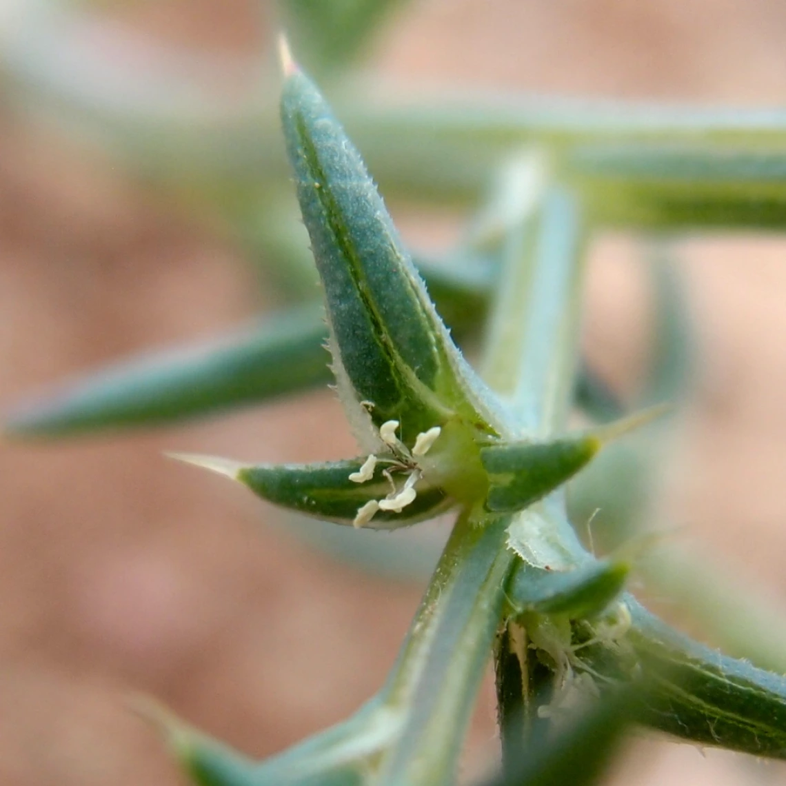 Salsola tragus leaves