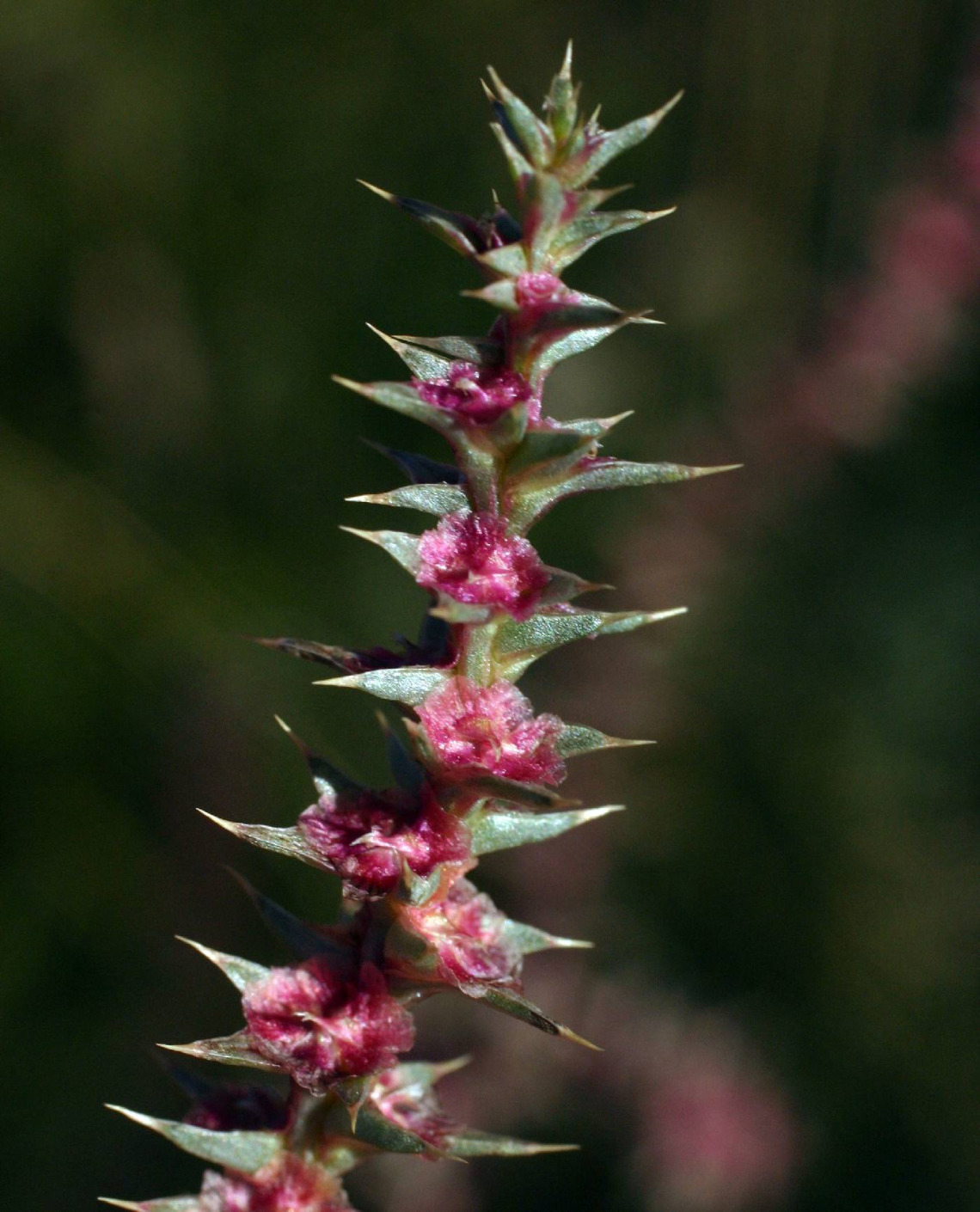 Salsola tragus flowering