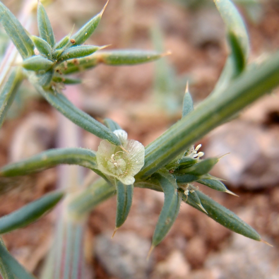 Salsola tragus flowering